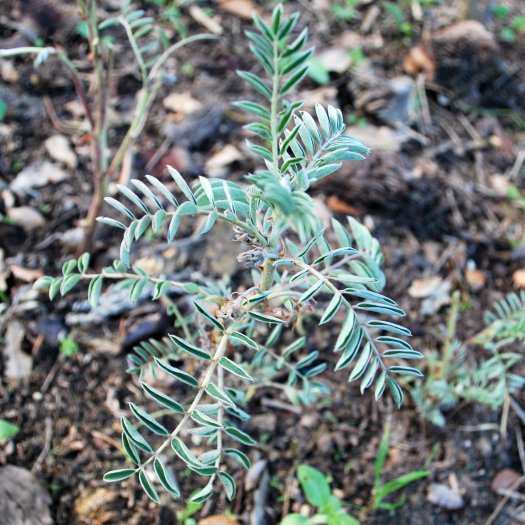 Erophaca baetica